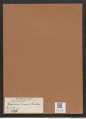 Fragilaria linearis Castrac. (de-Toni-Nr.: Genus 73, Species 2729) Zeichnungen Sammlung Grunow Mappe 02942 (Herbarium_W_Grunow_drawings_Folder_02942)